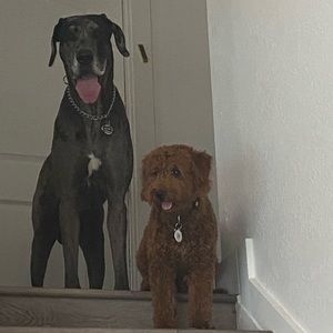 Meet your Posher, Ernest